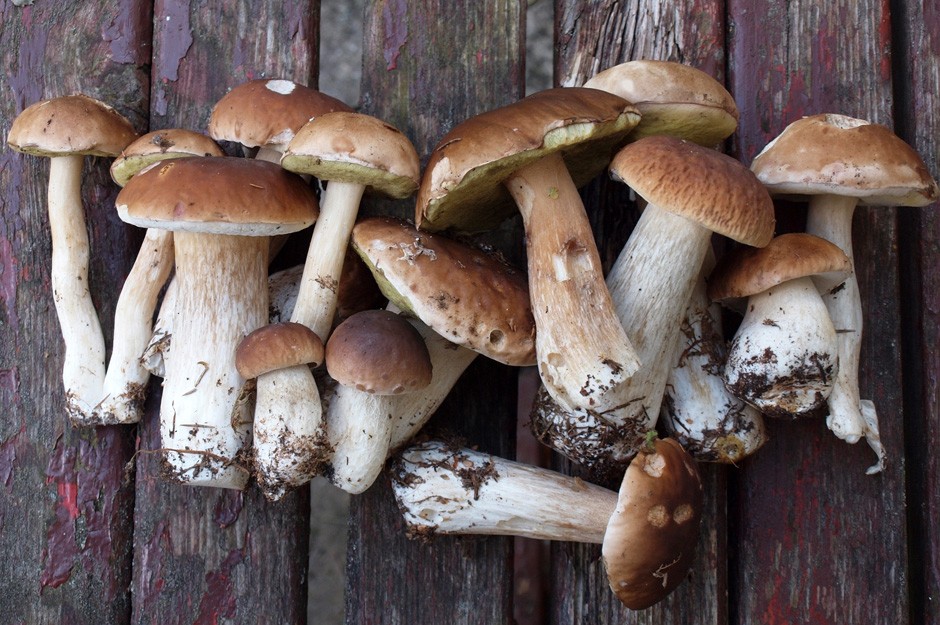Edible Mushrooms How Eat Porcini Mushroomsitalian Feelings,Meatloaf Recipe With Bacon