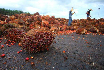 Palm oil and the social impact